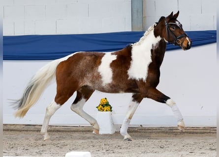 German Riding Pony, Gelding, 3 years, 13,3 hh, Pinto
