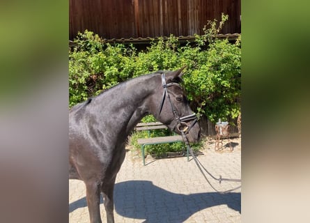 German Riding Pony, Gelding, 3 years, 14.1 hh, Black
