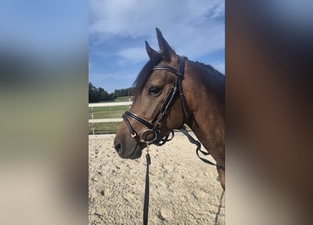 German Riding Pony, Gelding, 3 years, 14.1 hh, Brown