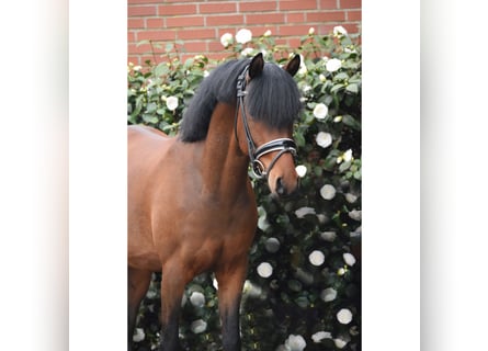 German Riding Pony, Gelding, 3 years, 14.1 hh, Brown