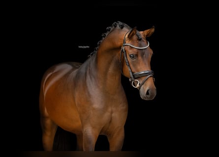 German Riding Pony, Gelding, 3 years, 14.1 hh, Brown