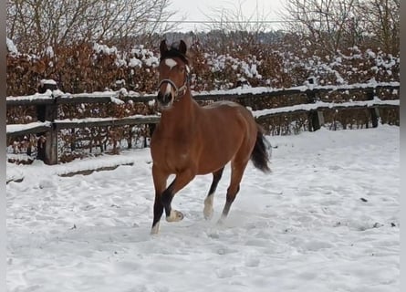 German Riding Pony, Gelding, 3 years, 14,1 hh, Brown