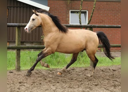 German Riding Pony, Gelding, 3 years, 14.1 hh, Buckskin
