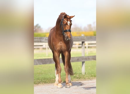 German Riding Pony, Gelding, 3 years, 14.1 hh, Chestnut