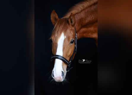 German Riding Pony, Gelding, 3 years, 14.1 hh, Chestnut-Red