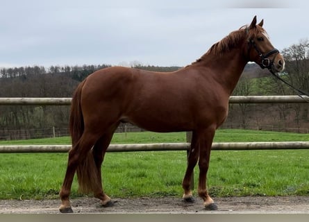 German Riding Pony, Gelding, 3 years, 14.1 hh, Chestnut-Red