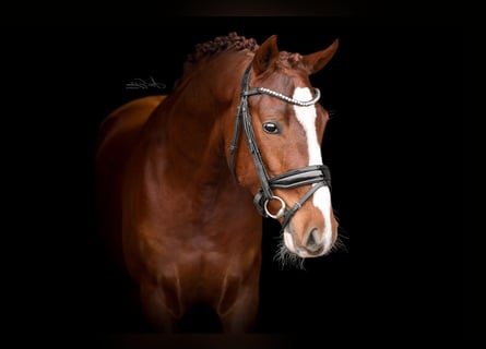 German Riding Pony, Gelding, 3 years, 14.1 hh, Chestnut-Red