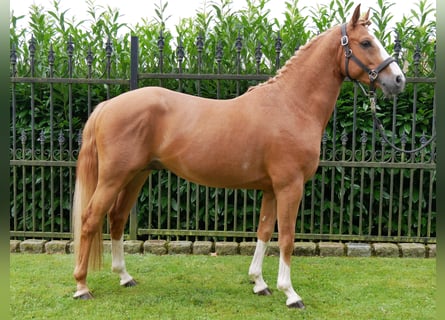 Deutsches Reitpony, Wallach, 3 Jahre, 14,1 hh, Fuchs