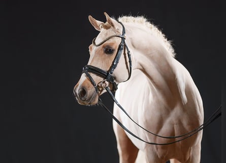 German Riding Pony, Gelding, 3 years, 14,1 hh