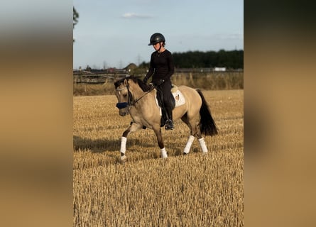 German Riding Pony, Gelding, 3 years, 14.1 hh, Dun