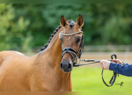 Deutsches Reitpony, Wallach, 3 Jahre, 14,1 hh, Falbe