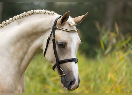 German Riding Pony, Gelding, 3 years, 14.1 hh, Palomino