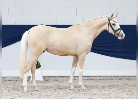 German Riding Pony, Gelding, 3 years, 14.1 hh, Palomino