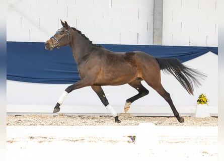 German Riding Pony, Gelding, 3 years, 14.2 hh, Bay-Dark