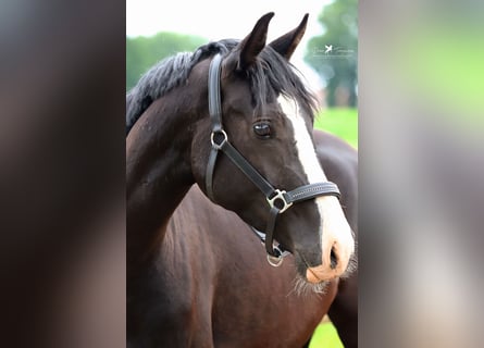 German Riding Pony, Gelding, 3 years, 14.2 hh, Black