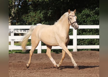 German Riding Pony, Gelding, 3 years, 14.2 hh, Palomino