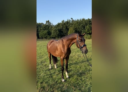 German Riding Pony, Gelding, 3 years, 14.3 hh, Brown