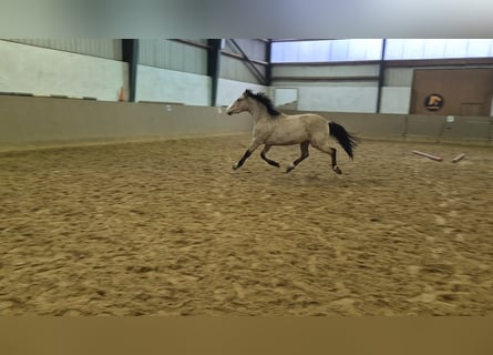 German Riding Pony, Gelding, 3 years, 14.3 hh, Buckskin