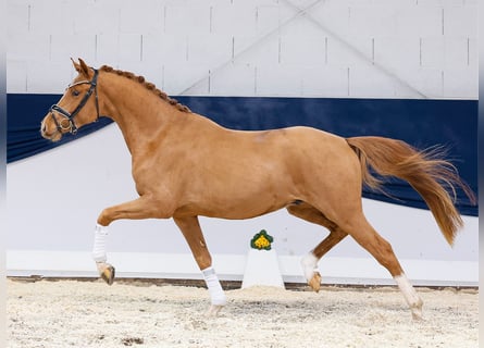 German Riding Pony, Gelding, 3 years, 14,3 hh, Chestnut-Red