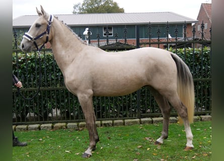 German Riding Pony, Gelding, 3 years, 14,3 hh