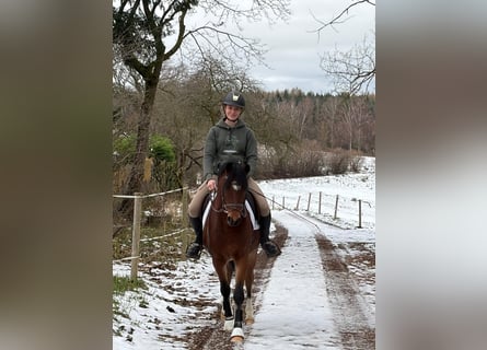 German Riding Pony, Gelding, 3 years, 14 hh, Brown