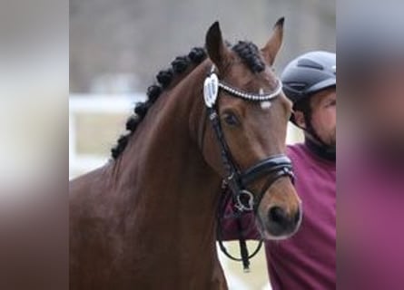German Riding Pony, Gelding, 3 years, 14 hh, Brown