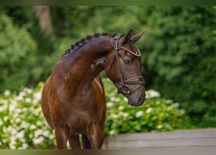 German Riding Pony, Gelding, 3 years, 14 hh, Buckskin