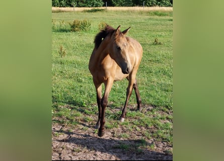 German Riding Pony, Gelding, 3 years, 14 hh, Buckskin