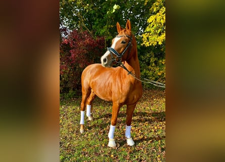 German Riding Pony, Gelding, 3 years, 14 hh, Chestnut-Red