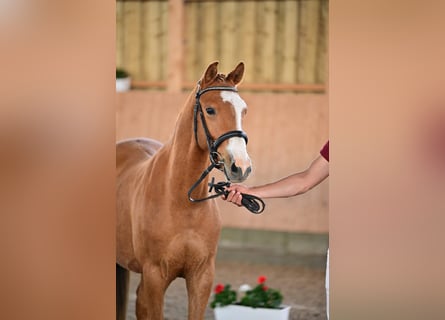 German Riding Pony, Gelding, 3 years, 14 hh, Chestnut-Red