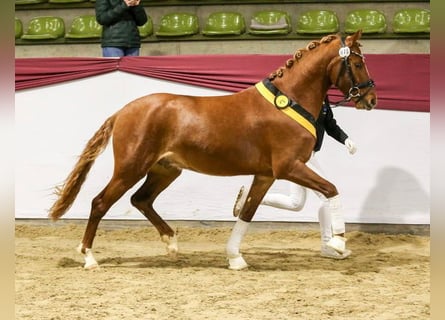German Riding Pony, Gelding, 3 years, 14 hh, Chestnut-Red