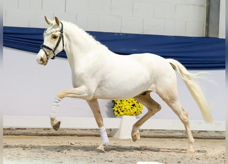 German Riding Pony, Gelding, 3 years, 14 hh, Palomino