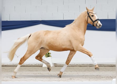 German Riding Pony, Gelding, 3 years, 14 hh, Palomino