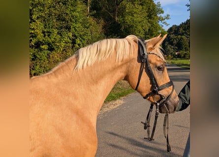 German Riding Pony, Gelding, 3 years, 14 hh, Palomino