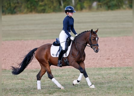 German Riding Pony, Gelding, 3 years, 14,1 hh, Brown
