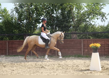 German Riding Pony, Gelding, 3 years, 14,1 hh