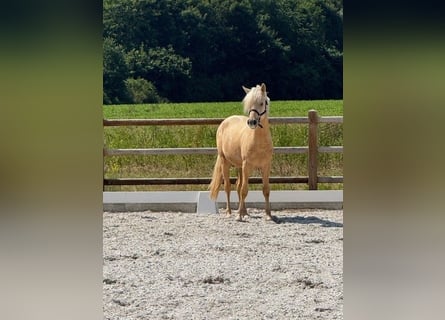 German Riding Pony, Gelding, 3 years, 14,1 hh, Palomino