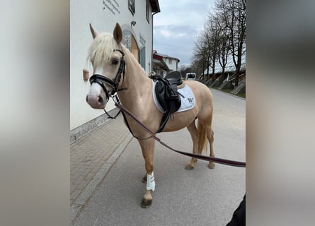 German Riding Pony, Gelding, 3 years, 14,1 hh, Palomino