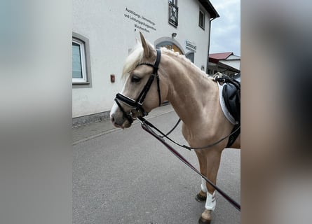 German Riding Pony, Gelding, 3 years, 14,1 hh, Palomino