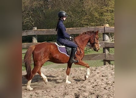 German Riding Pony Mix, Gelding, 3 years, 14,2 hh, Chestnut
