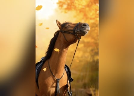 German Riding Pony, Gelding, 3 years, 14,2 hh, Dun