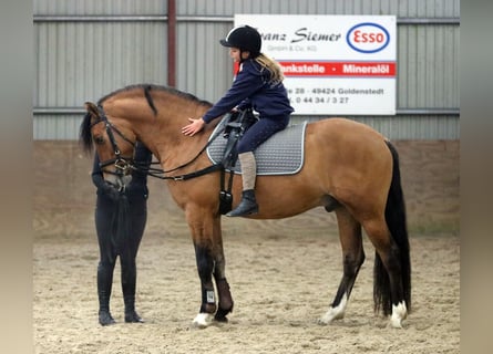 German Riding Pony, Gelding, 3 years, 14,2 hh, Dun