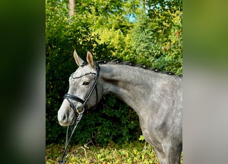 German Riding Pony, Gelding, 3 years, 14,2 hh, Grey