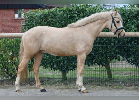 German Riding Pony, Gelding, 3 years, 14,2 hh, Palomino