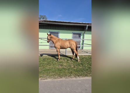 German Riding Pony, Gelding, 3 years, 14,2 hh, Red Dun