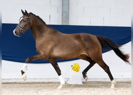 German Riding Pony, Gelding, 3 years, 15.1 hh, Dun
