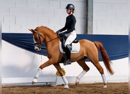 German Riding Pony, Gelding, 3 years, 15 hh, Dun