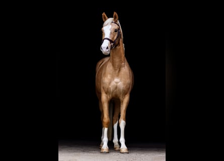 German Riding Pony, Gelding, 3 years, 15 hh, Palomino