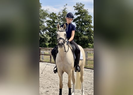 German Riding Pony, Gelding, 3 years, 15 hh, Palomino