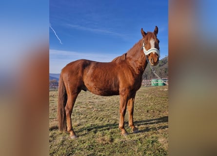 German Riding Pony, Gelding, 3 years, Chestnut-Red